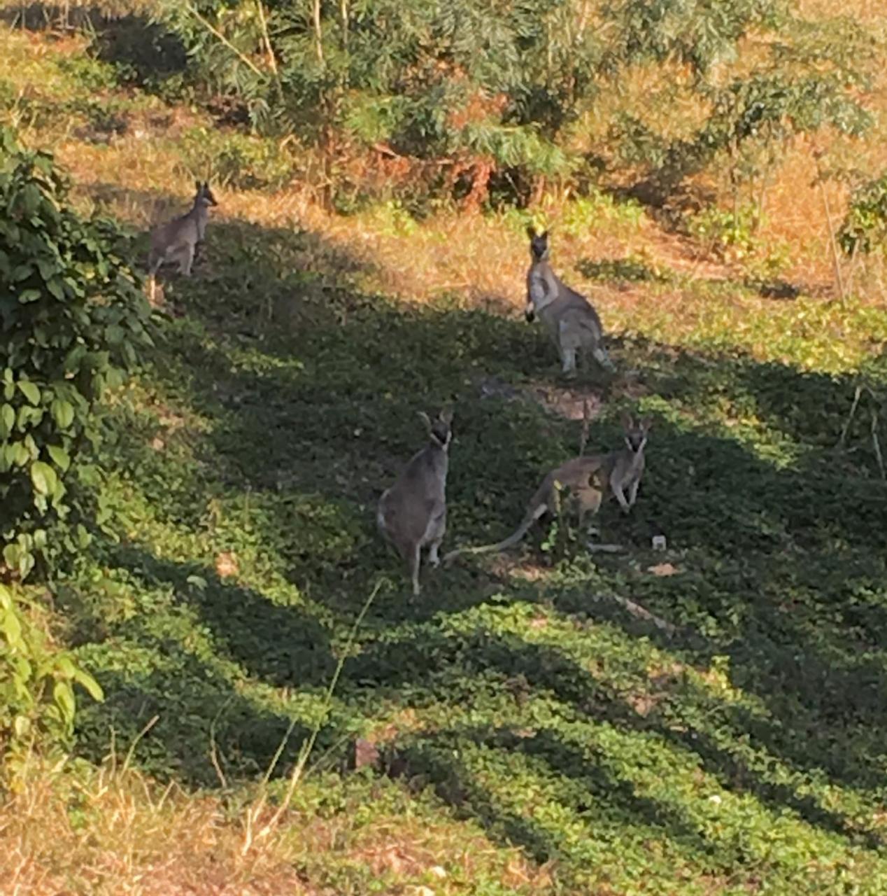 הוילה אגנס ווטר Sunbird Gardens מראה חיצוני תמונה